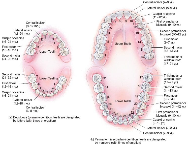 Teeth Numbering System Universal