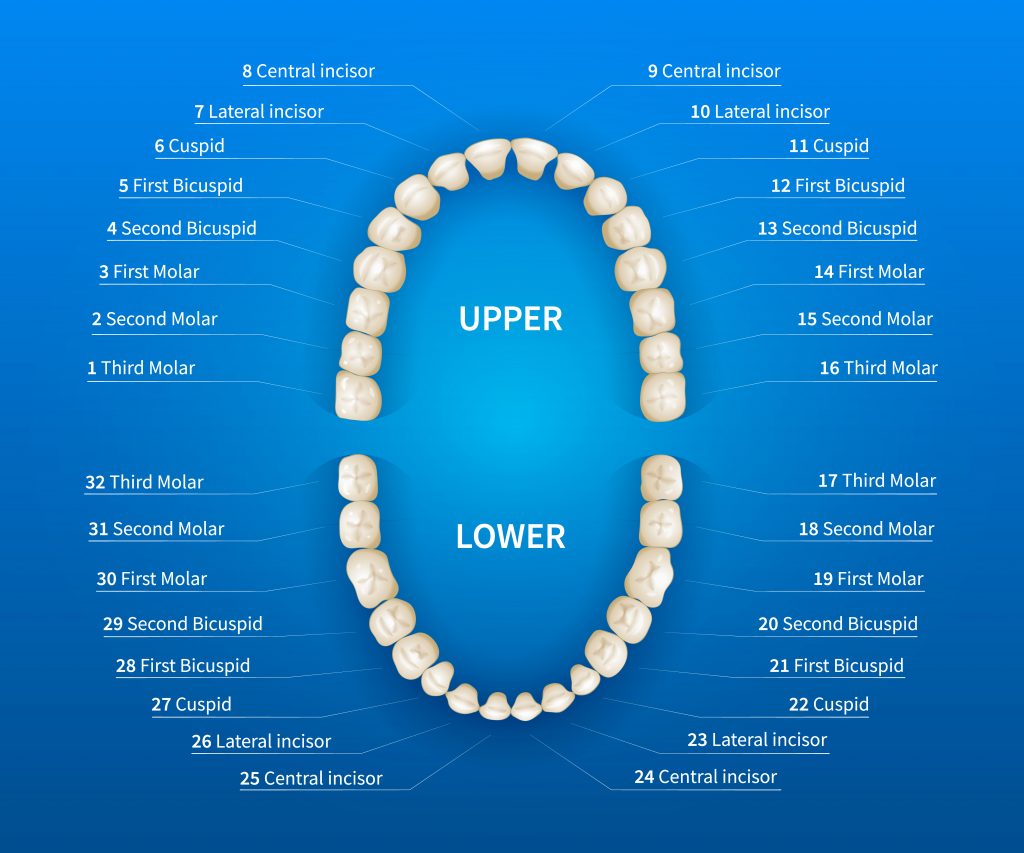 3 Best Teeth Numbering Systems and Our Handy Conversion Chart