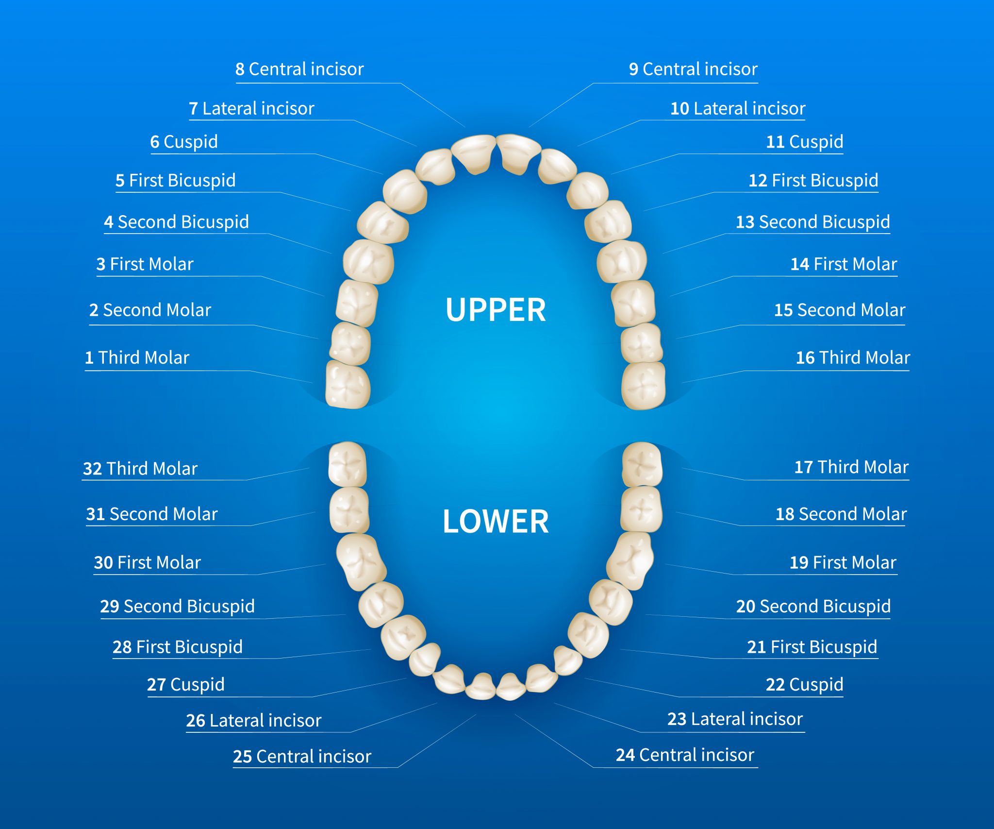 Teeth Chart With Numbers