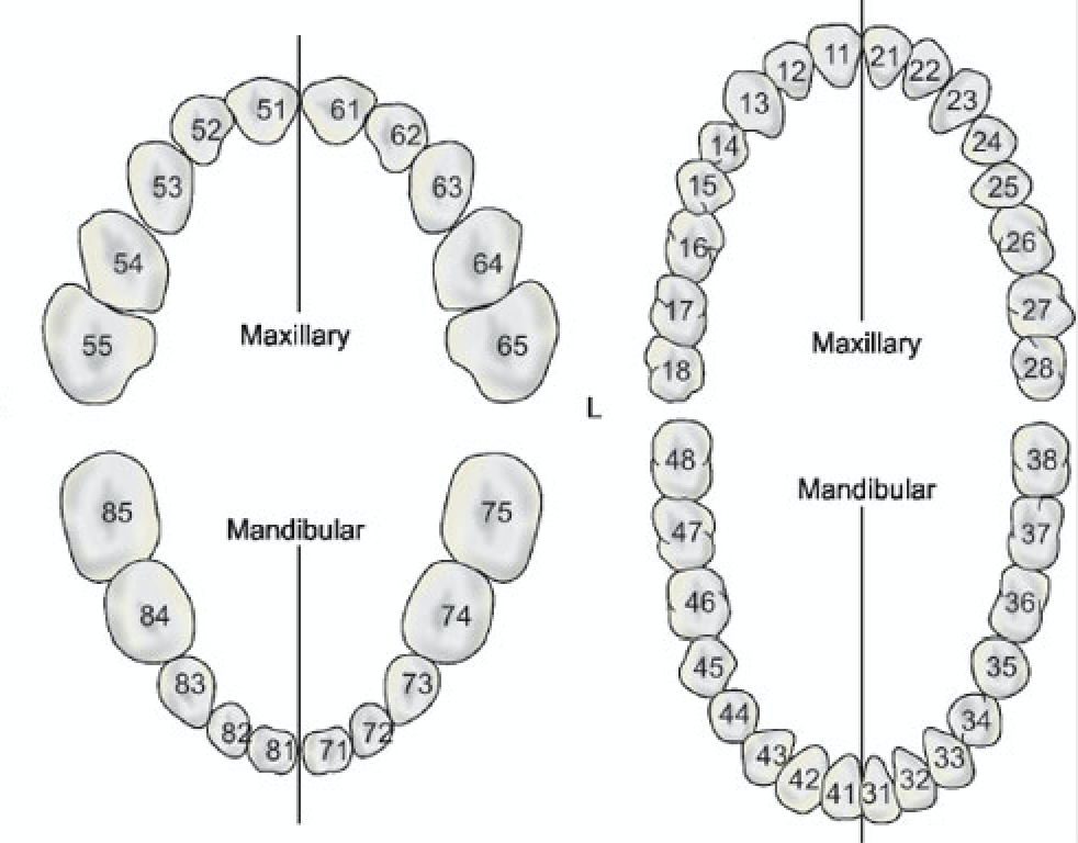 Permanent Teeth Number Chart
