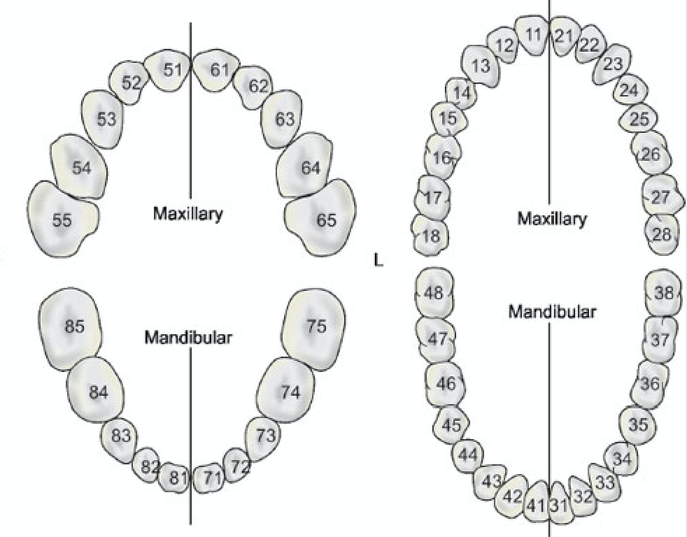 Teeth Numbers