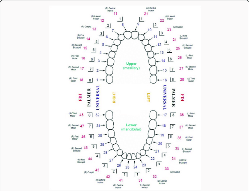 Teeth Numbering System Comparative Chart